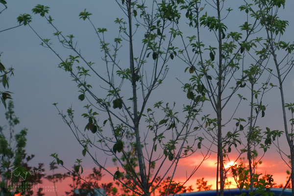 Japan, botanical sunset, fuyunt